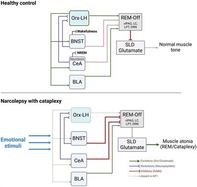 Amygdala neurocircuitry at the interface between emotional regulation and narcolepsy with cataplexy